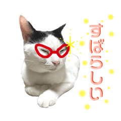 ねこに癒された