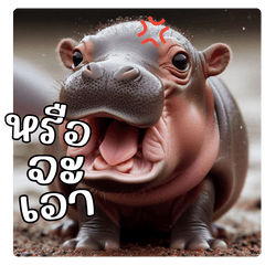 Baby hippo gang