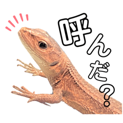 カナヘビですが…なにか？②