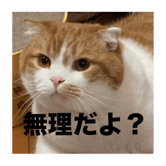 Nikorasu_20240920230651