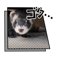 ferret.ponzu