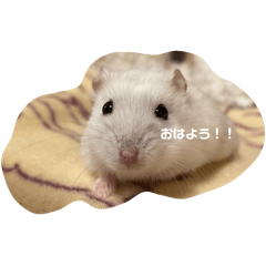 late hamster