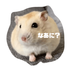 cute hamster cute