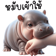 หมูดึ๋งดึ๋ง ฮิปโปแคระ ตัวตึง