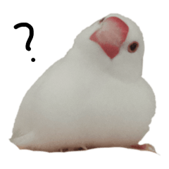 KOUME of java sparrow