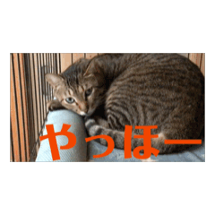 hona_20240922162105