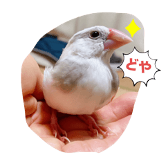 文鳥のつくねさん