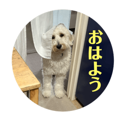 mu-chan_golden_doodle