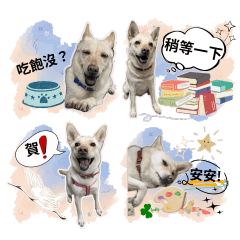 Taiwan's Dog Xiaole's Daily Life 1