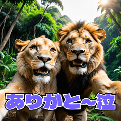 Teenage lions