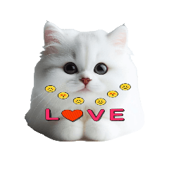 Cute and love white cat