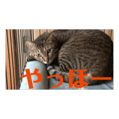 hona_20240923191746