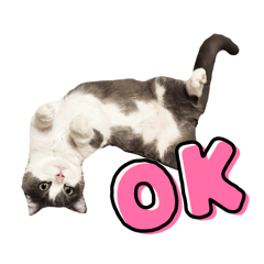 日常用語YUKI