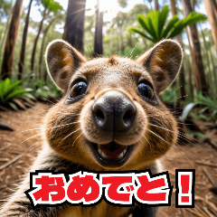 Teenage quokka wallabies