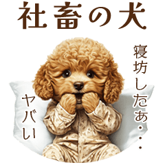 Hard-working Toy Poodle