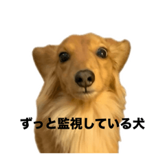 imouto_20240923194903