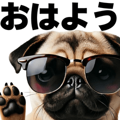 Pug with sunglasses (Japanese)