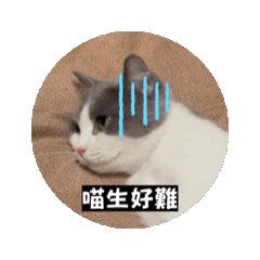 YUKI是可愛的小貓咪(^ー゜)