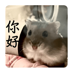 Chuchu hamster