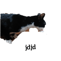 nikorasu_20240923115135