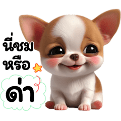 Dog Chubby cute & fun 1