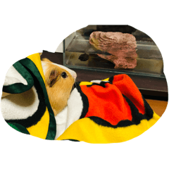 MisterMonut_20240924185832