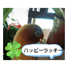 lovebird_20240924185945