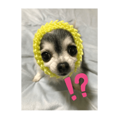 chico._20240924223536