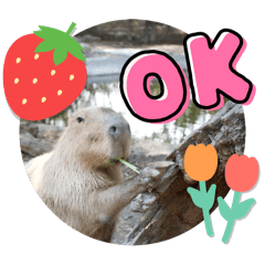 肥妮老師的可愛animals