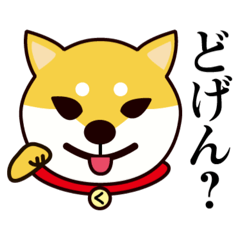 Shiba speaking authentic Kurume dialect.