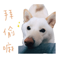 柴犬小利的日常