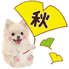 Cute dog 29 pome