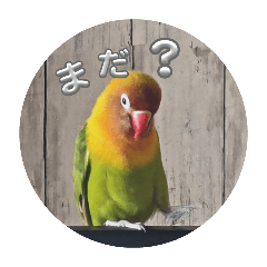 lovebird_20240925132556