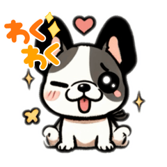 french bulldog bucchi