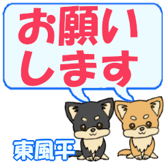 Kochihira's letters Chihuahua2