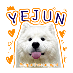 YejuntheSamoyed1 น้องหมาน่ารัก ซามอยด์