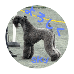 KERRY BLUE TERRIER （sky）