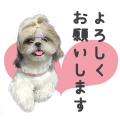 ShihTzu Hachi  "Polite form" Stamp 2