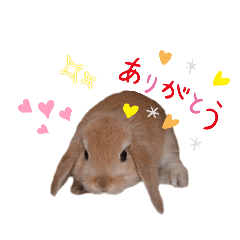 lop rabbit_20240925175149