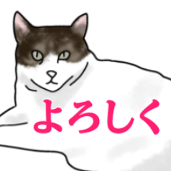 いつも同じ表情の近所の猫
