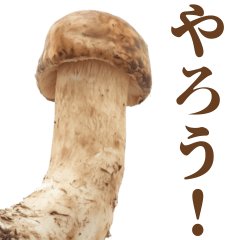 Talkative Matsutake Mushrooms