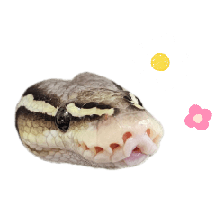 Ball Python Set 1