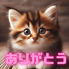 Purrfectly Cute Kitten