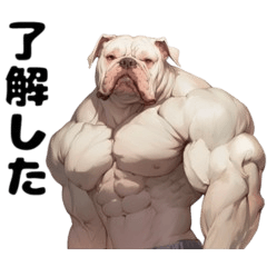 muscular bulldog