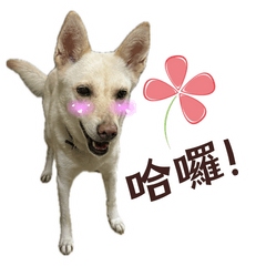 Taiwan's Dog Xiaole's Daily Life 2