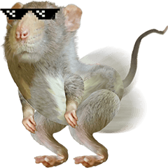 Cool Rat ! V.2