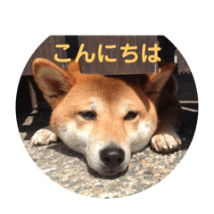 Shibsinu_Tsun