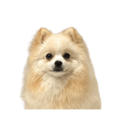 pomeranian_notext