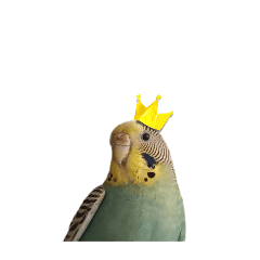 鳥日子ww