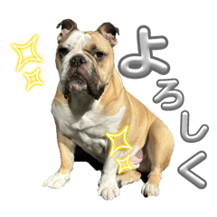 Englishbulldog-Kotetsu-